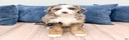 Mini Bernedoodle dogs for sale: Buster - Ad 2
