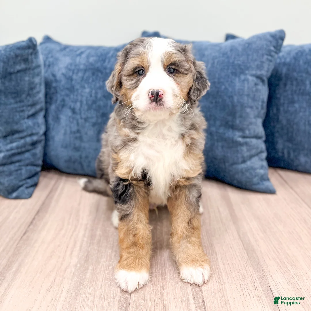 Mini Bernedoodle dogs for sale: Buster - Ad 2