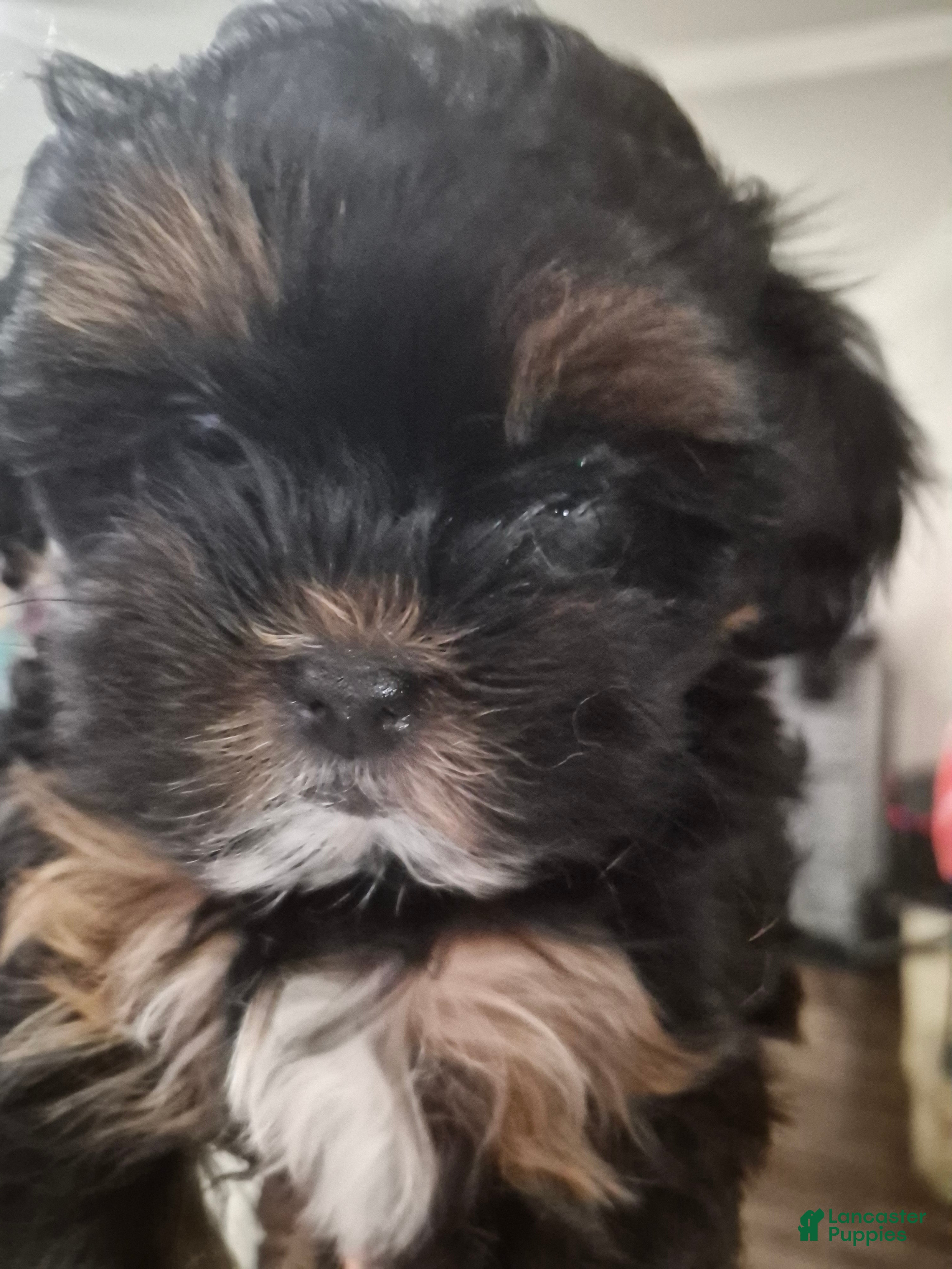 Mixed Breed dogs Mixed Breed 2 - Ad 38