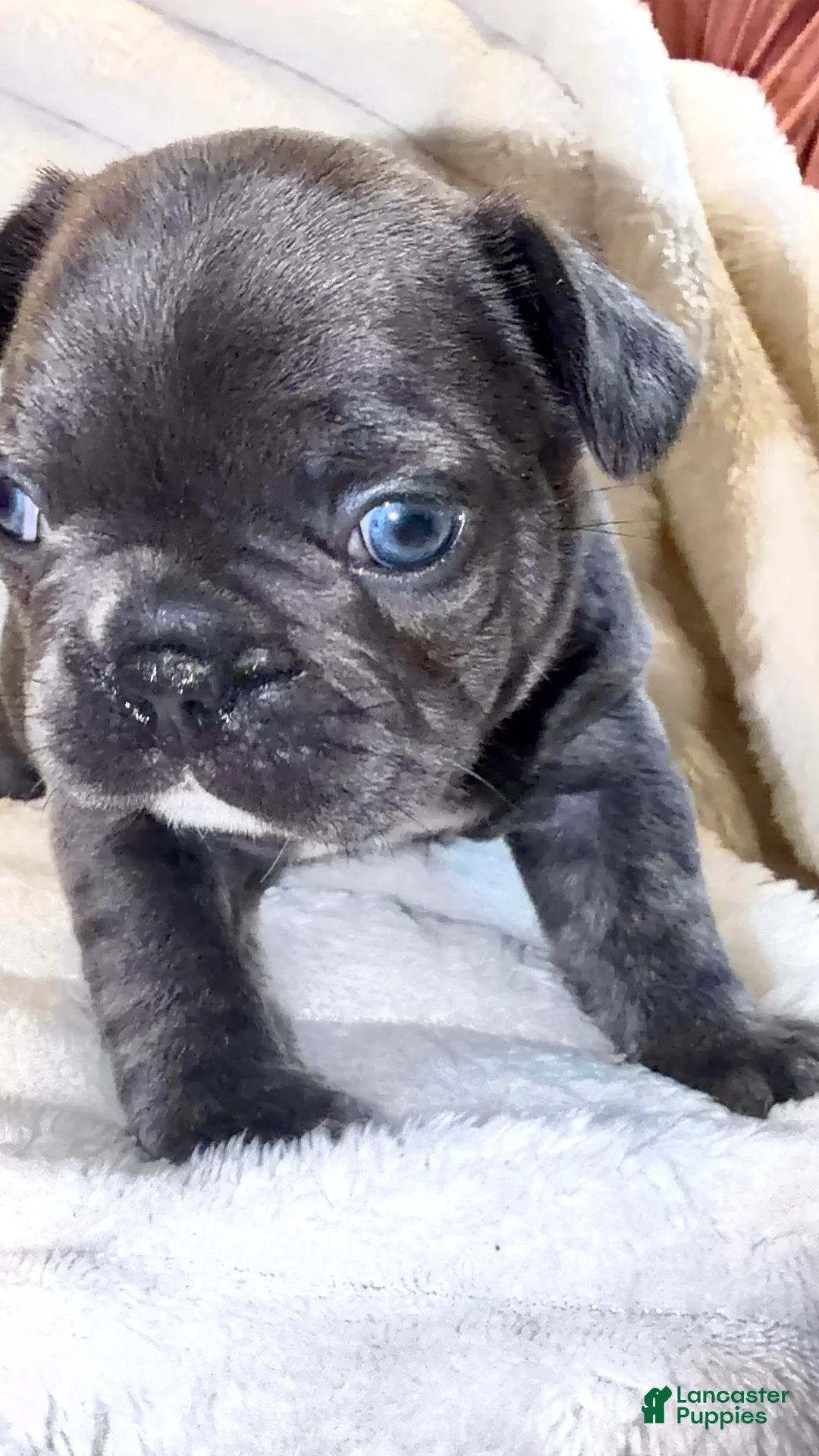 French Bulldog dogs for sale: French Bulldog Puppy 1 - Ad 2