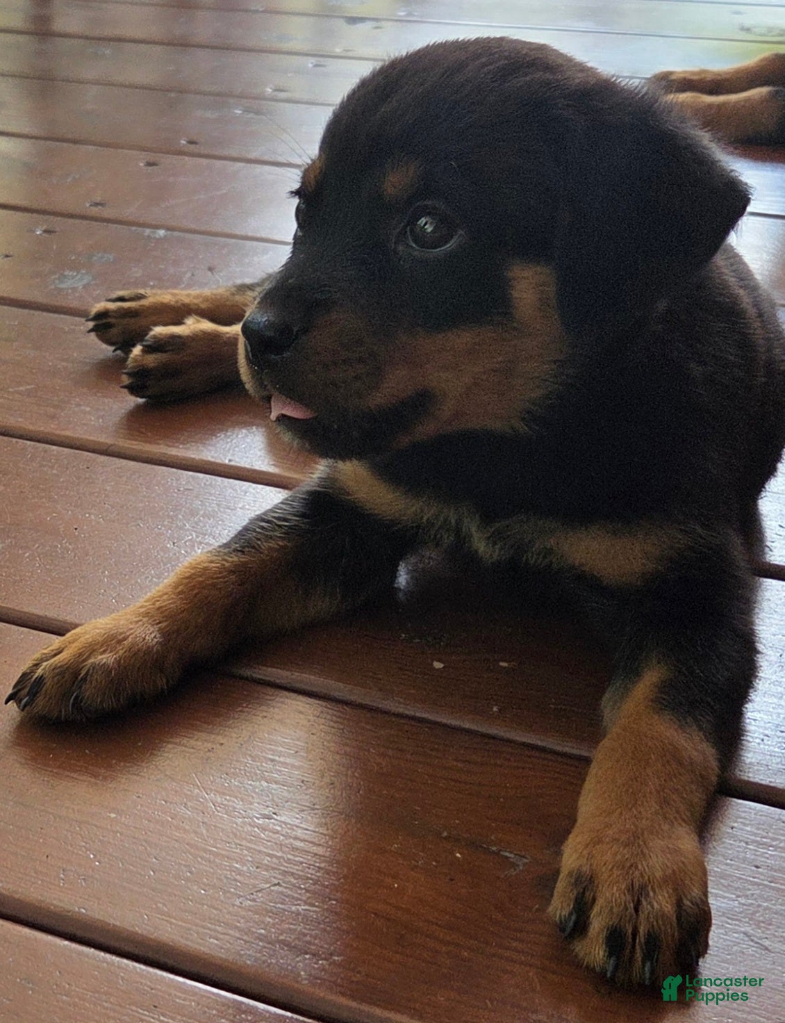 Rottweiler dogs Ellie - Ad 2