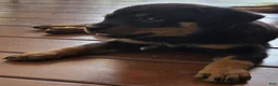 Rottweiler dogs for sale: Ellie - Ad 2