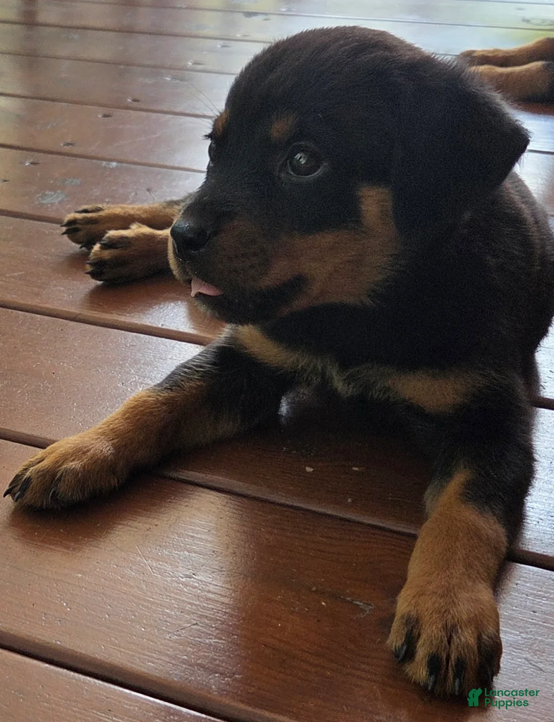 Rottweiler dogs for sale: Ellie - Ad 2