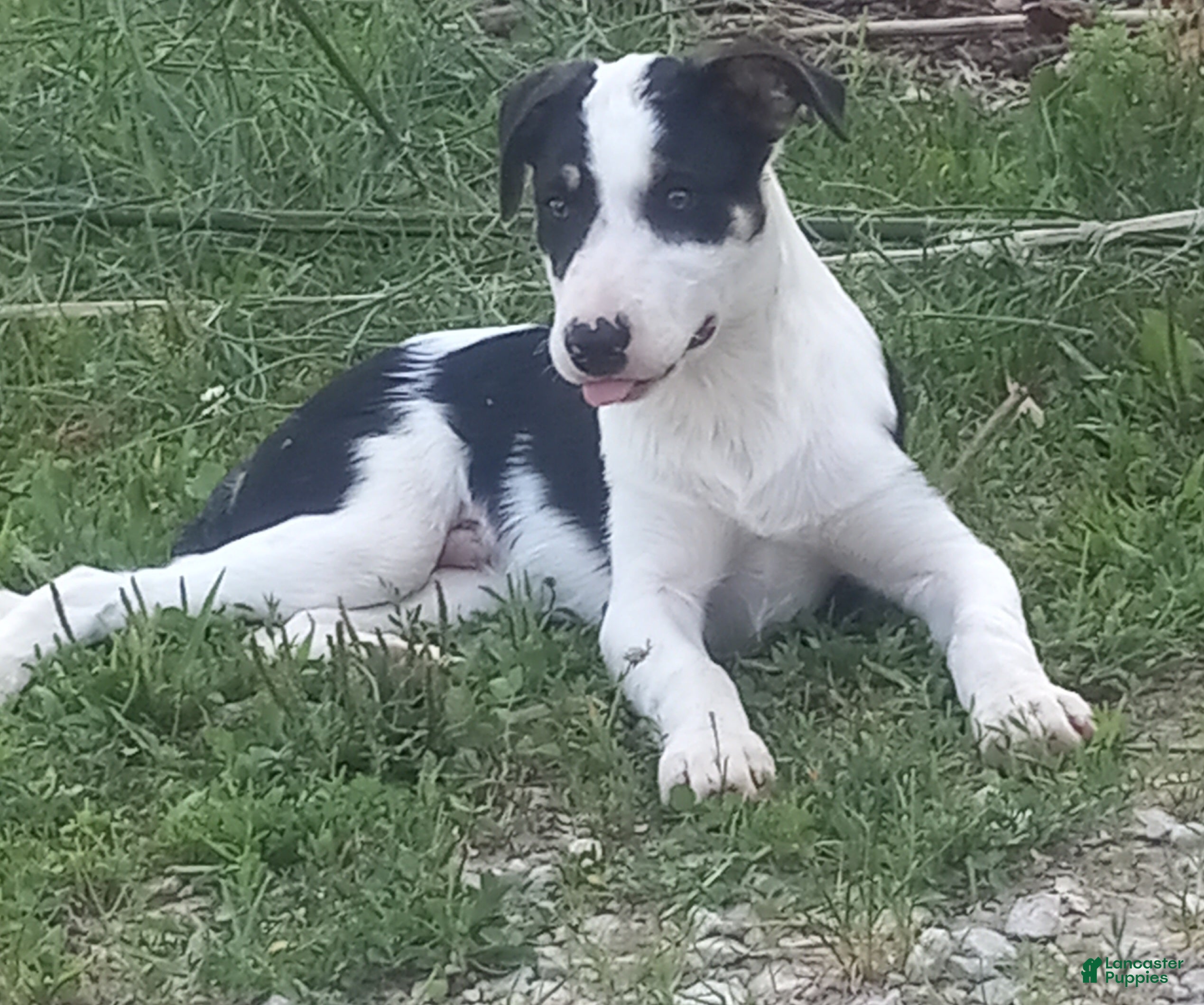Border Collie dogs Max - Ad 1