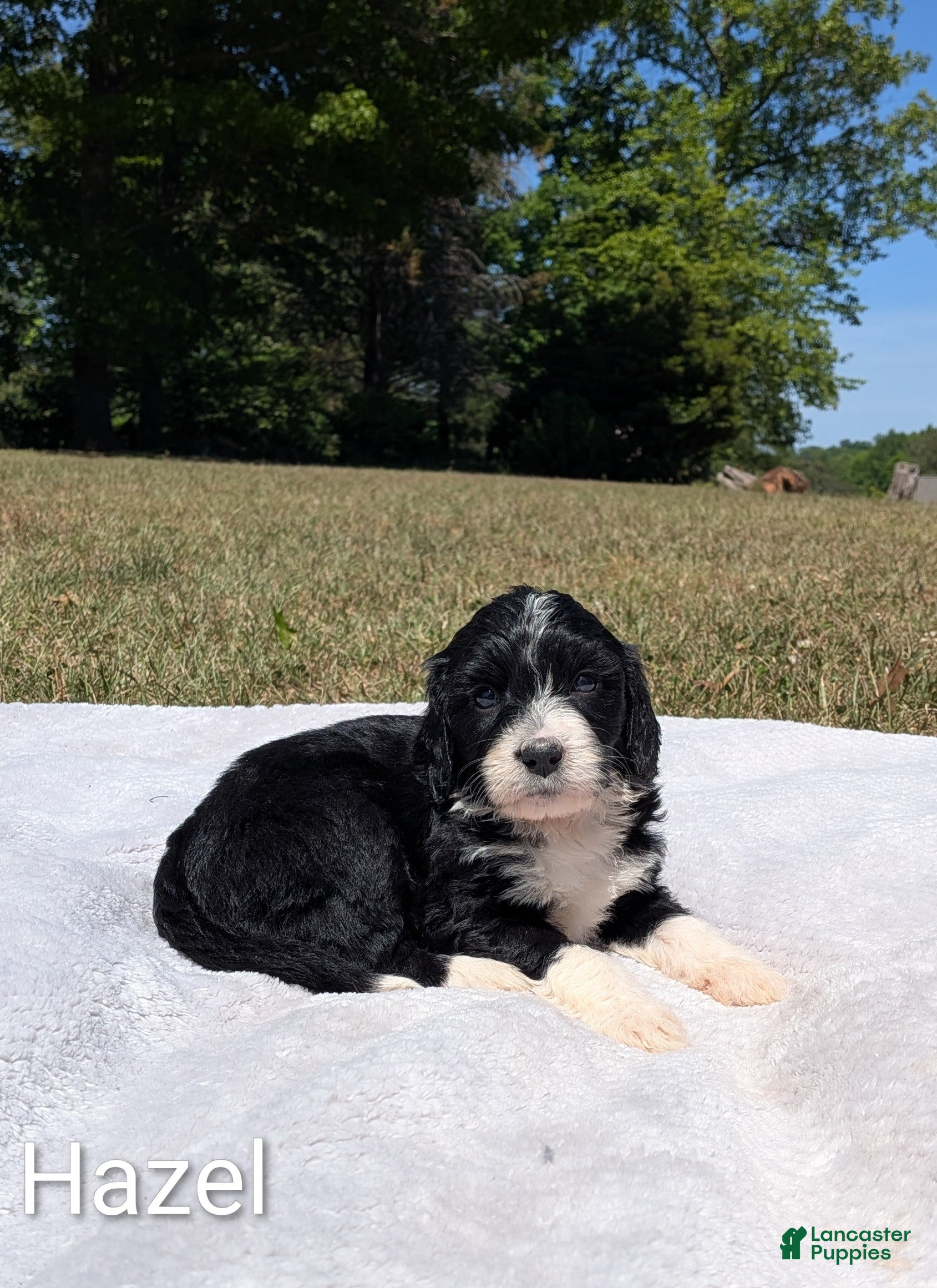Mixed Breed dogs Hazel - Ad 1