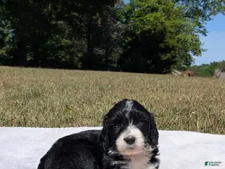 Mixed Breed dogs for sale: Hazel - Ad 3