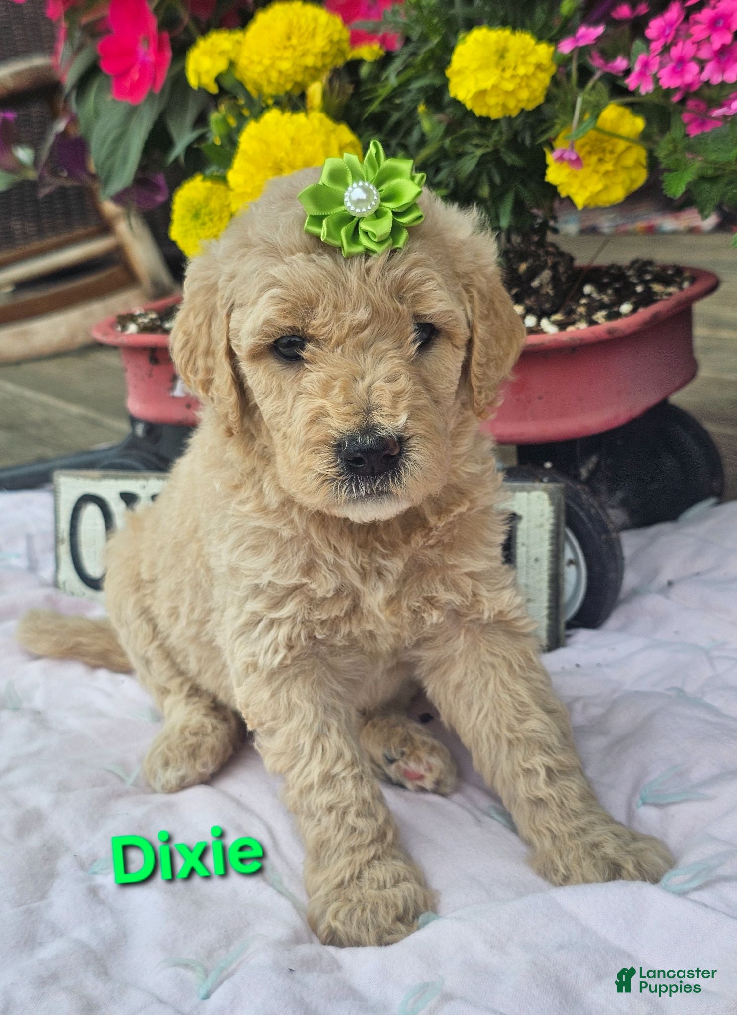 Goldendoodle dogs Dixie  - Ad 1