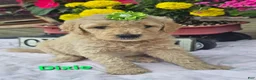 Goldendoodle dogs for sale: Dixie  - Ad 1