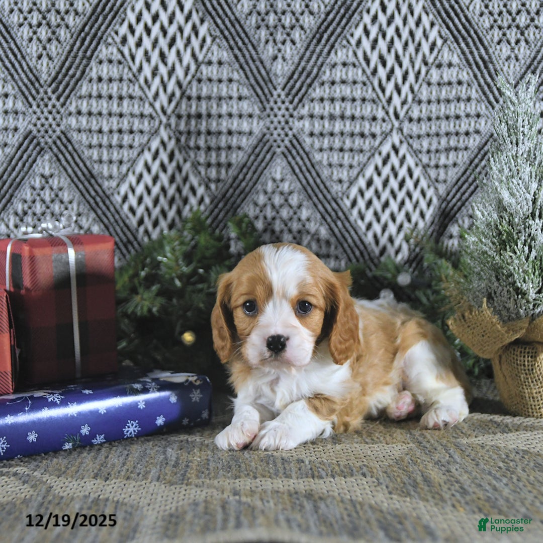 Cavalier King Charles Spaniel dogs for sale: Archie - Ad 3