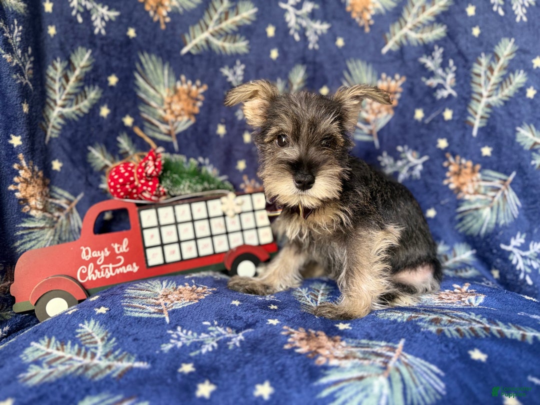 Miniature Schnauzer dogs for sale: Donner - Ad 9