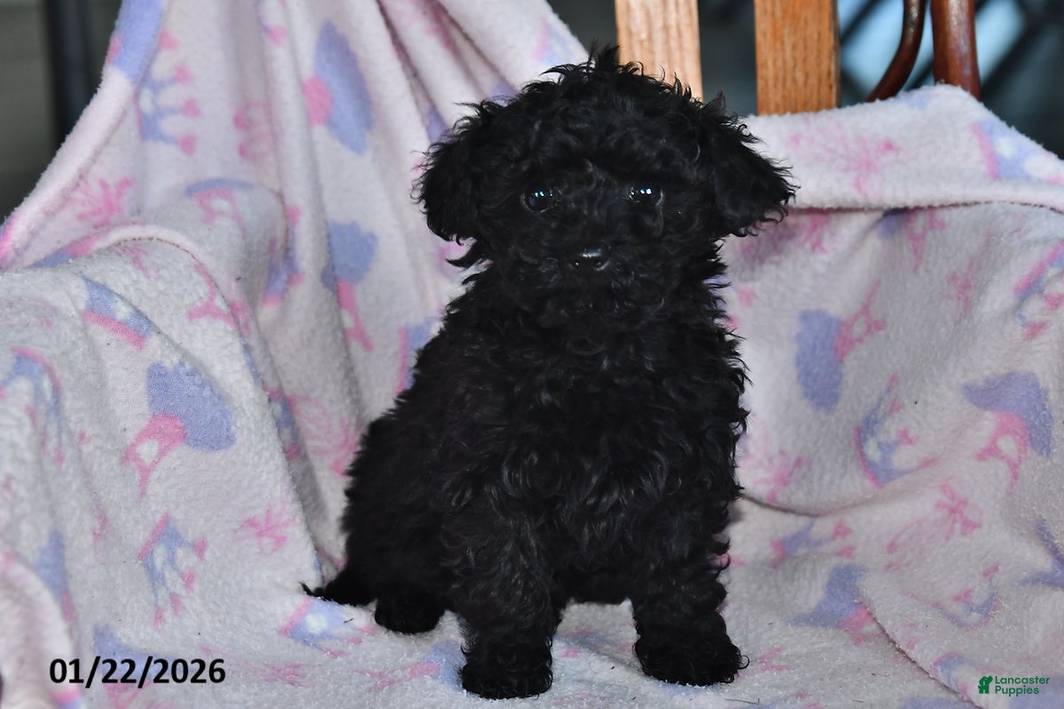 Toy Poodle dogs for sale: Rita - Ad 4