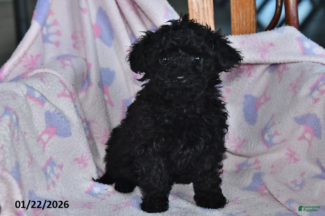 Toy Poodle dogs for sale: Rita - Ad 1
