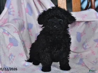 Toy Poodle dogs Rita - Ad 16