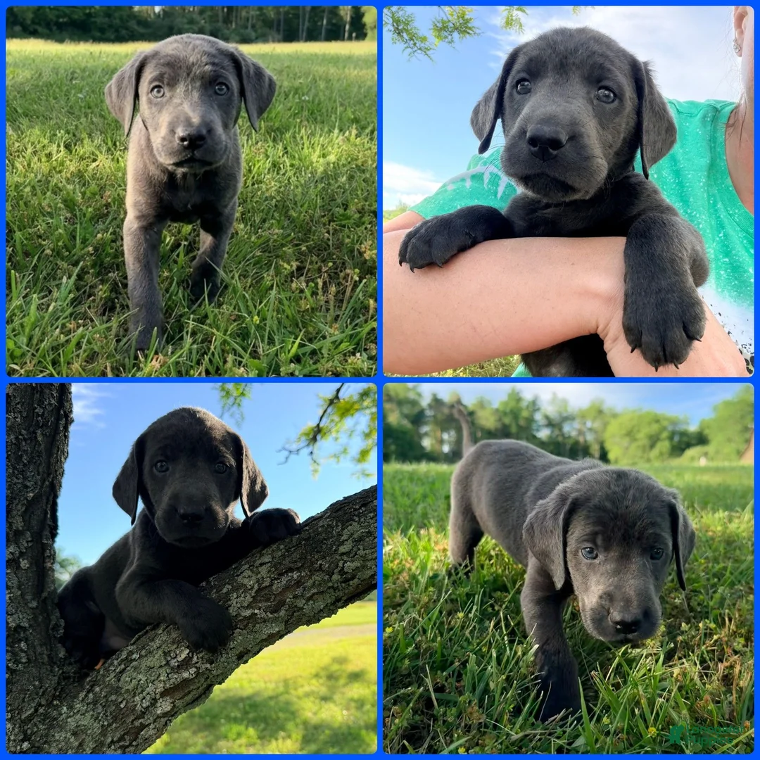 Labrador Retriever dogs for sale: Labrador Retriever Dark Blue - Ad 1