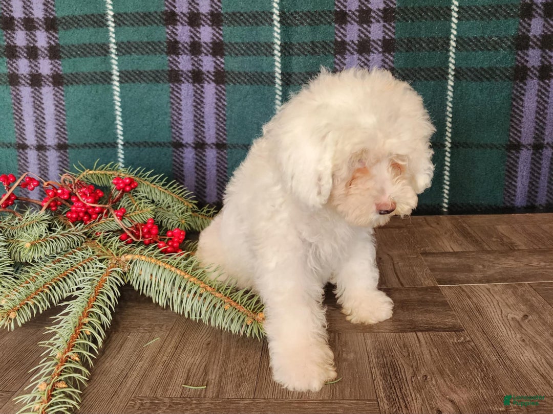 Mini Bernedoodle dogs for sale: Flake - Ad 22
