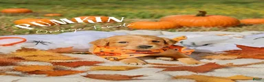 Golden Retriever 6