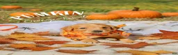 Golden Retriever dogs for sale: Golden Retriever 6 - Ad 1