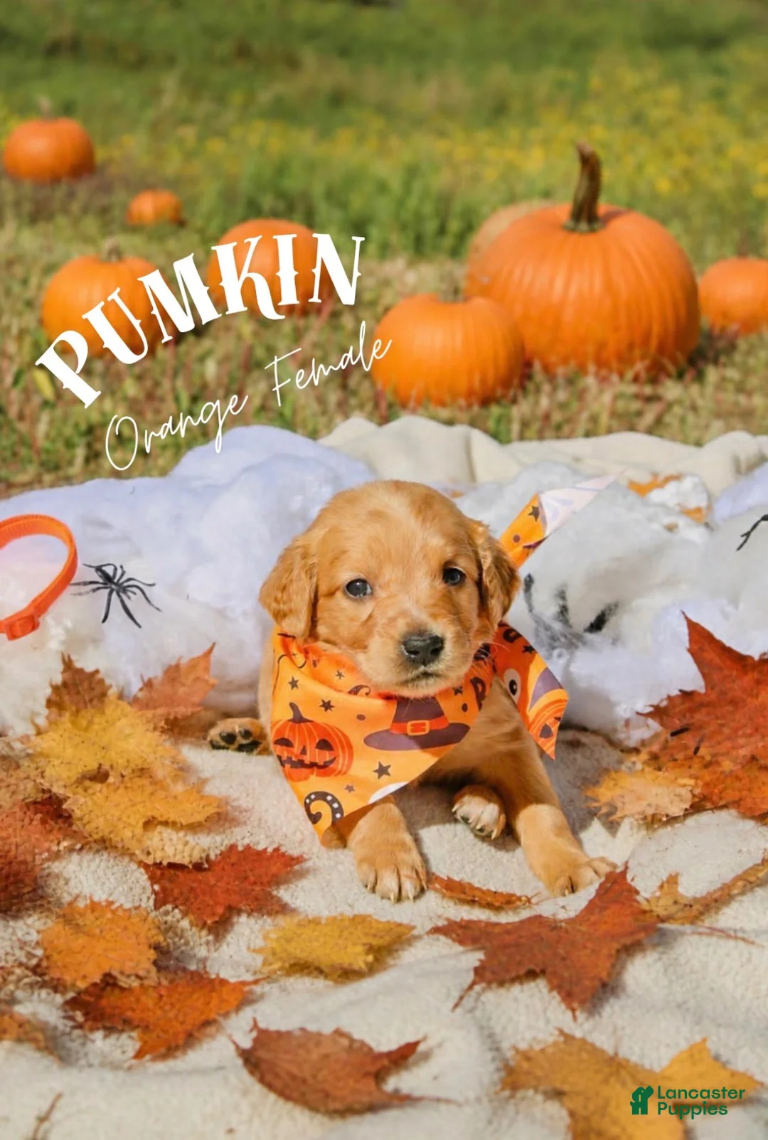 Golden Retriever dogs for sale: Golden Retriever 6 - Ad 1