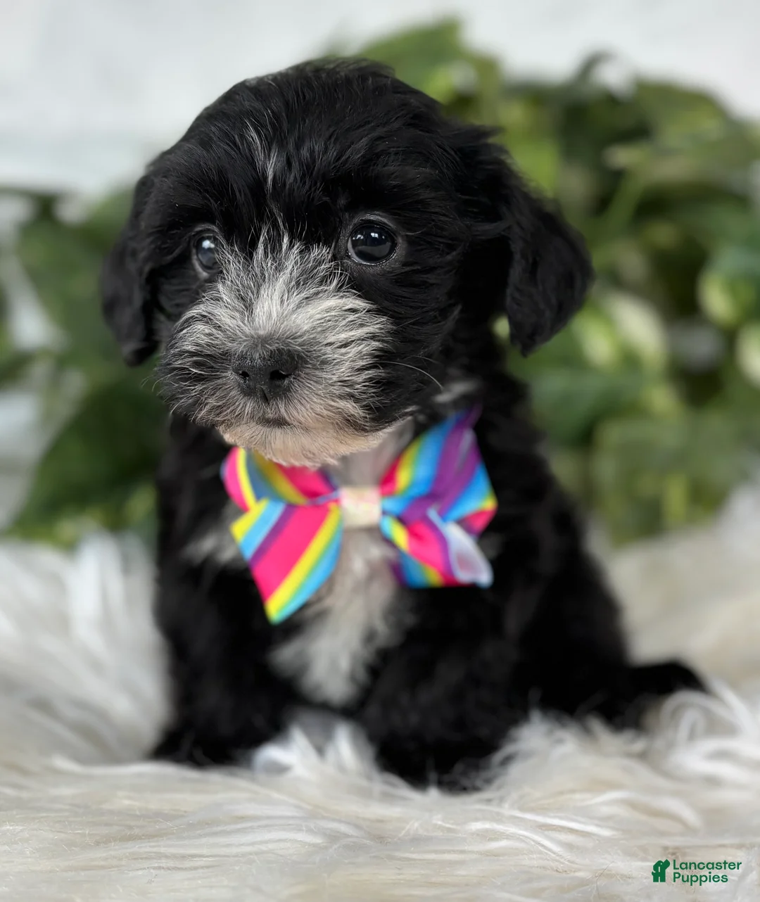 Morkie dogs for sale: Patrick - Ad 10