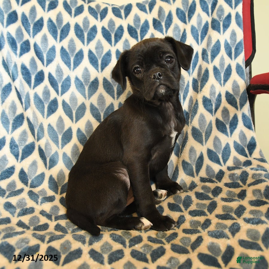 Mixed Breed dogs Xena - Ad 19