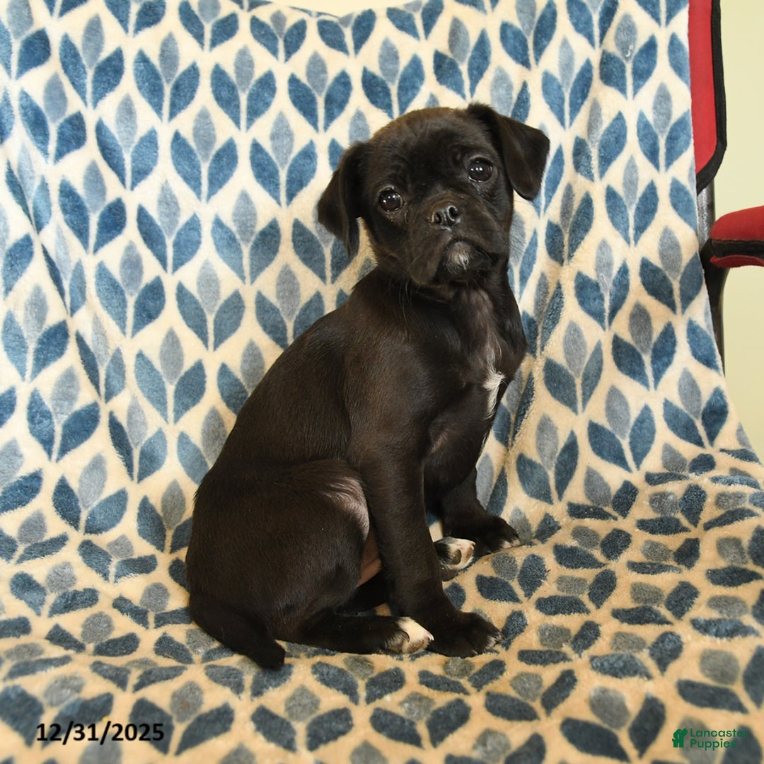 Mixed Breed dogs for sale: Xena - Ad 1