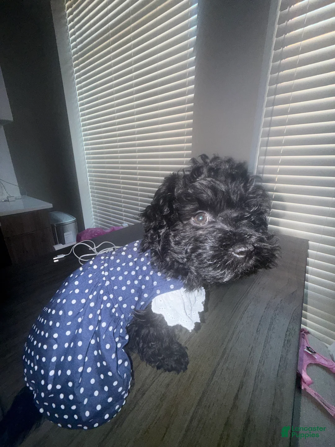 Havapoo dogs for sale: Havapoo Puppy 1 - Ad 3