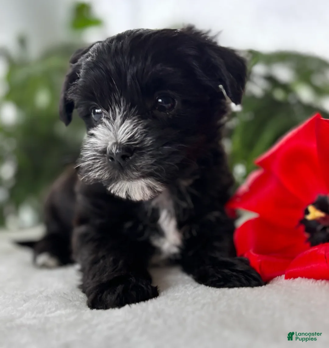 Morkie dogs for sale: J.R. - Ad 1