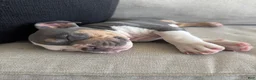 American Bully dogs for sale: American Bully 1 - Ad 9