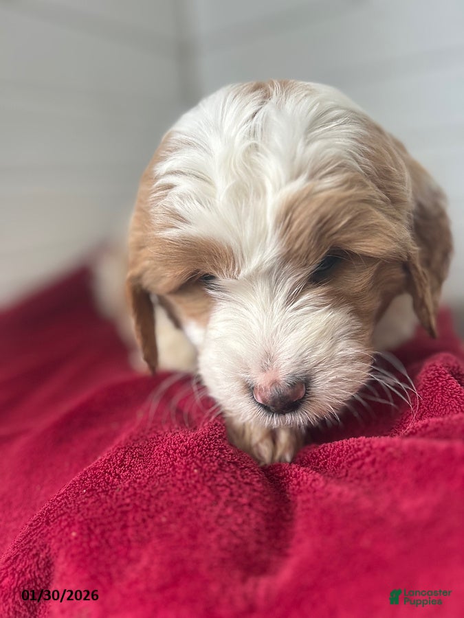 Mini Goldendoodle dogs Rocket - Ad 39