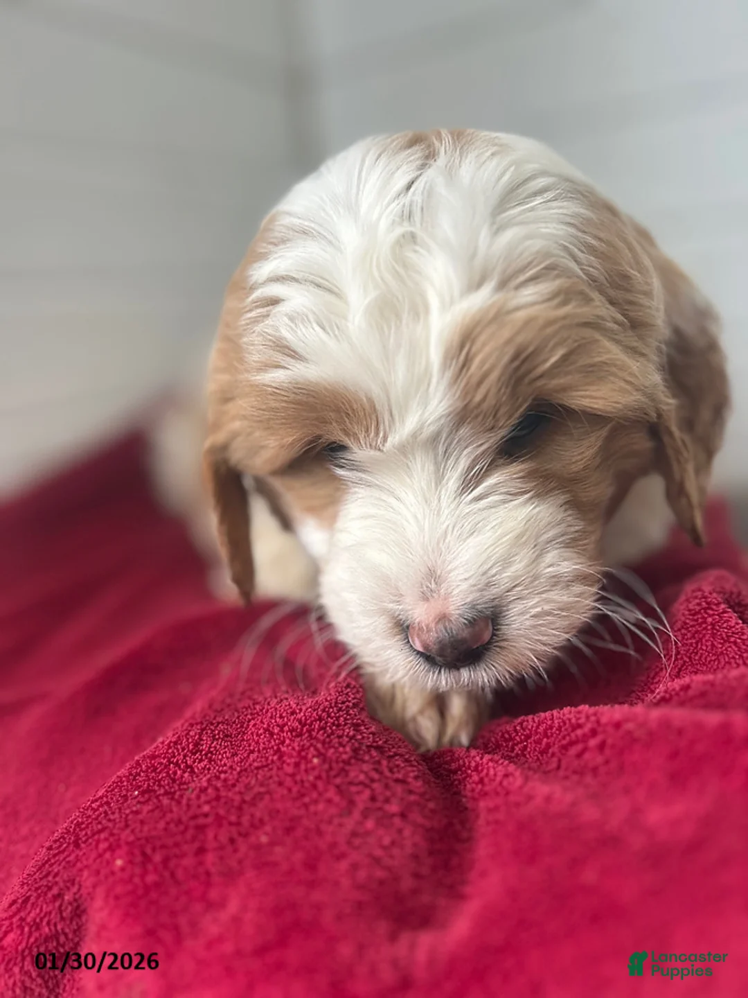 Mini Goldendoodle dogs for sale: Rocket - Ad 1