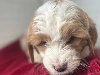 Mini Goldendoodle dogs Rocket - Ad 39