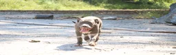 American Bully dogs for sale: Venus - Ad 6