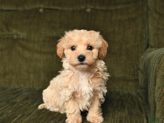 Maltipoo dogs Lucas - Ad 42