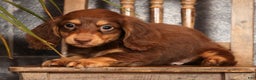 Miniature Dachshund dogs for sale: Freddy - Ad 7