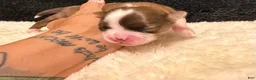 Chihuahua dogs for sale: Chihuahua 2 - Ad 4