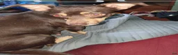 Mixed Breed dogs for sale: Mixed Breed 3 - Ad 2