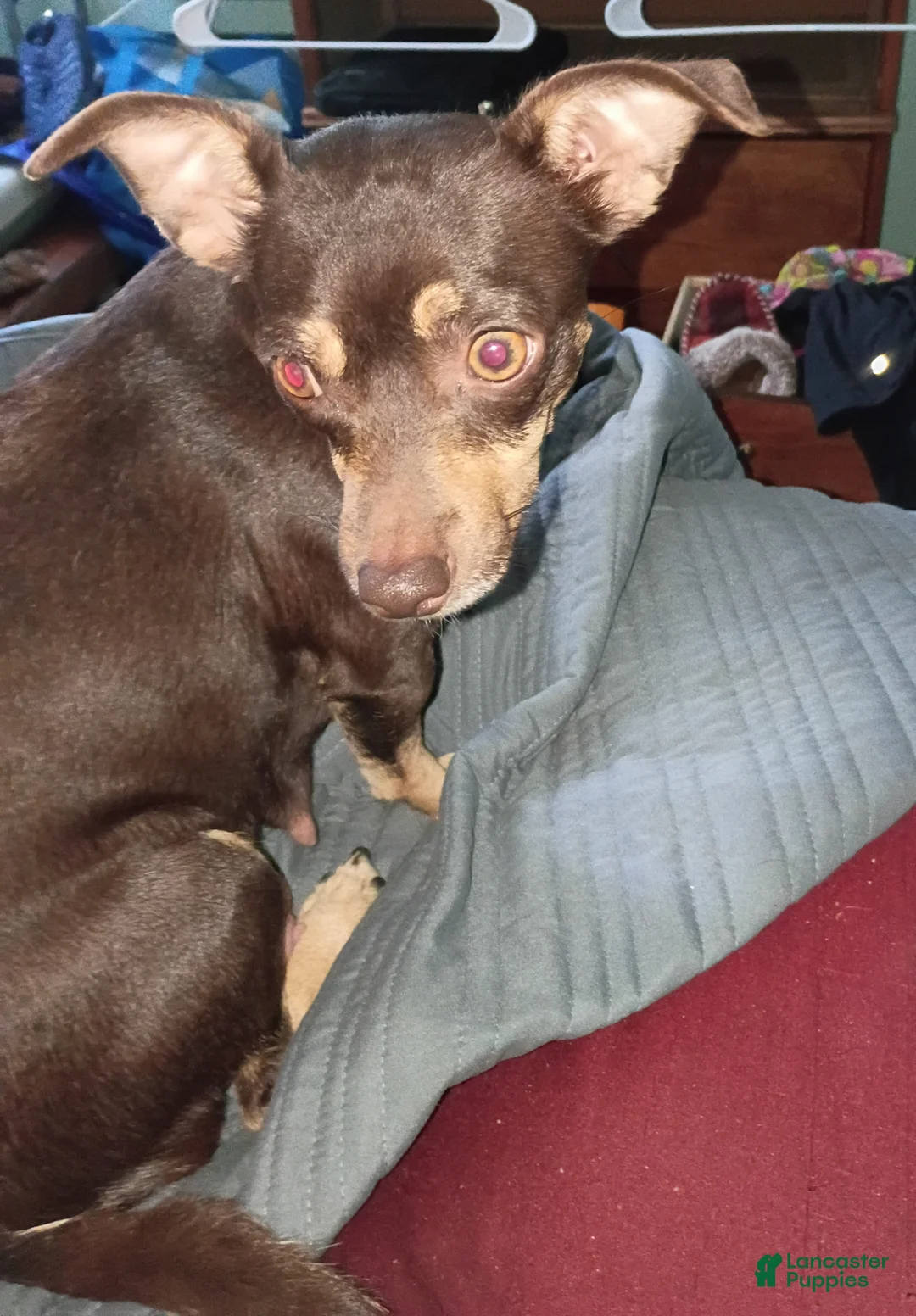 Mixed Breed dogs for sale: Mixed Breed 3 - Ad 2