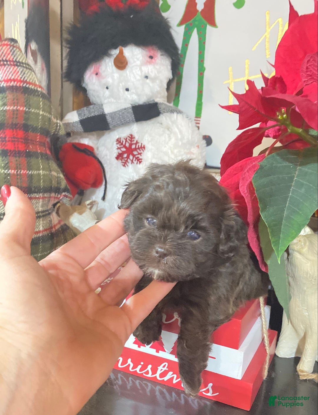 Shihpoo dogs for sale: Shihpoo Puppy 4 - Ad 2