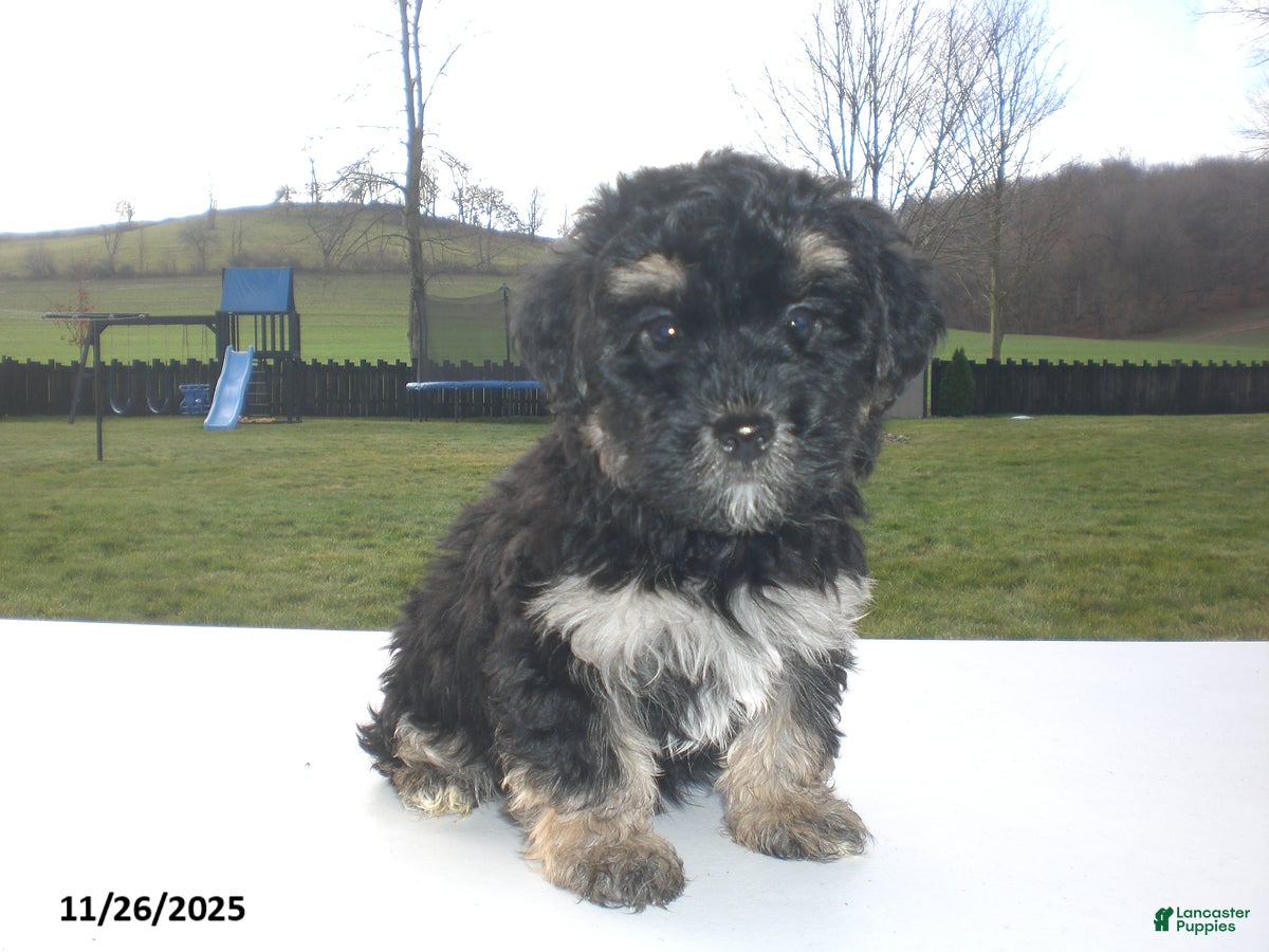 Yorkiepoo dogs Trent - Ad 13