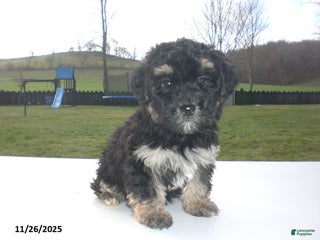 Yorkiepoo dogs Trent - Ad 17