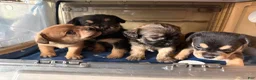 French Bulldog dogs for sale: Fluffy French Bulldog 5 - Ad 7