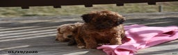 Cockapoo dogs for sale: Mary - Ad 3