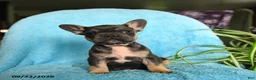 French Bulldog dogs for sale: Fergus - Ad 7