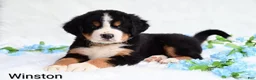 Bernese Mountain Dog dogs for sale: Winston  - Ad 4