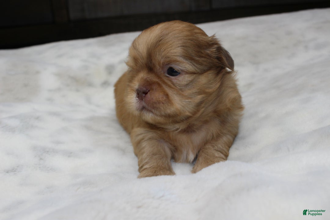 Shih Tzu dogs for sale: Silas - Ad 4