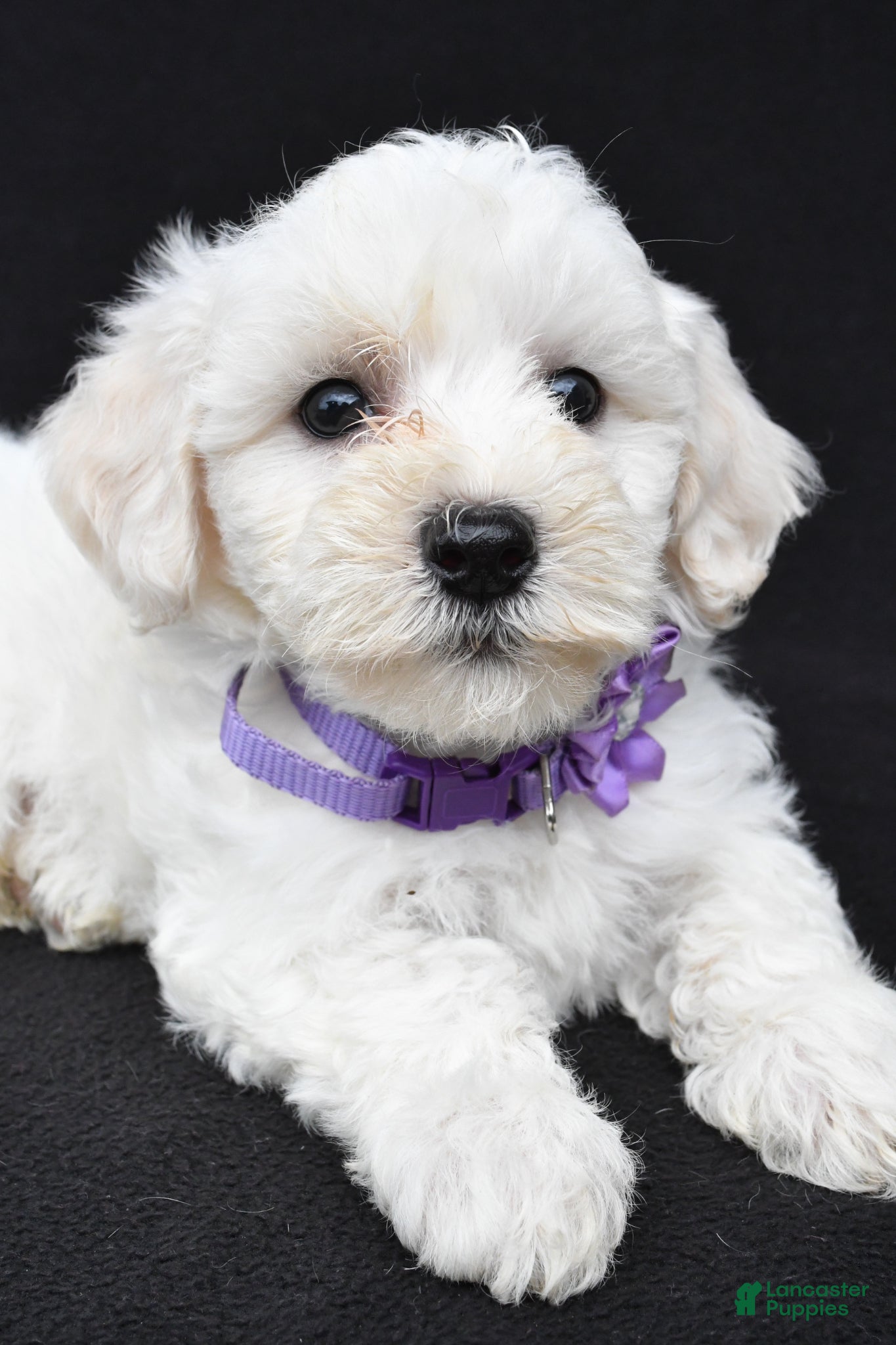 Maltipoo dogs Bridget - Ad 2