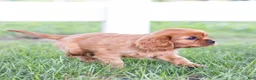 Cavalier King Charles Spaniel dogs for sale: Porky - Ad 4