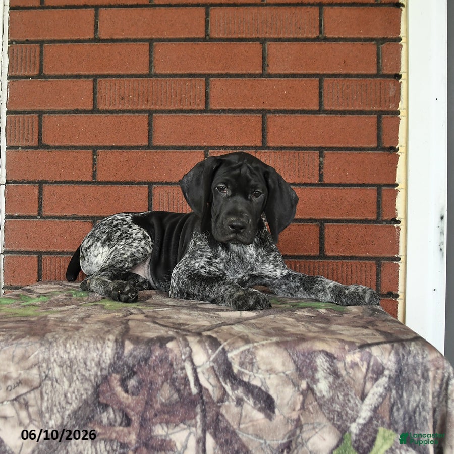 German Shorthaired Pointer dogs Rascal - Ad 2