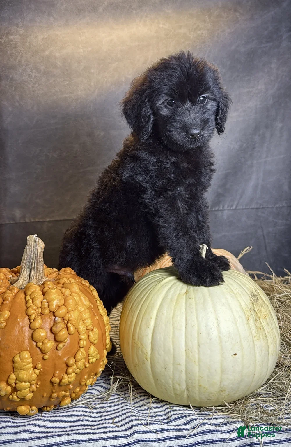 Goldendoodle dogs for sale: Buddy - Ad 4