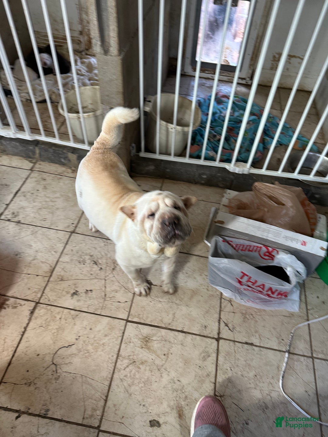 Shar Pei dogs for sale: Shar Pei Puppy 1 - Ad 2
